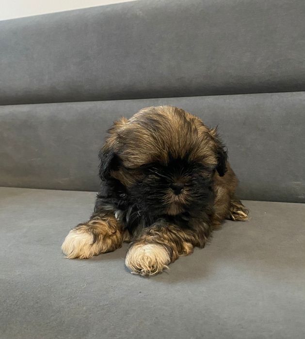 Shih tzu brązowy