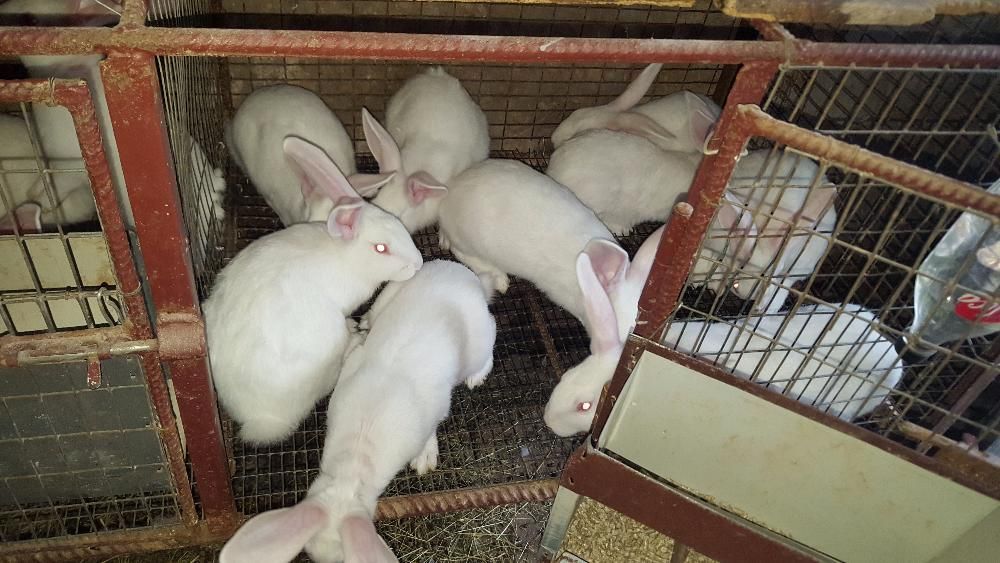 Продам кролі Термондської породи