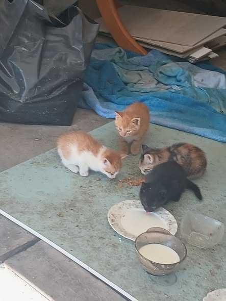 oddam darmowo 6 dwumiesięcznych kociątek