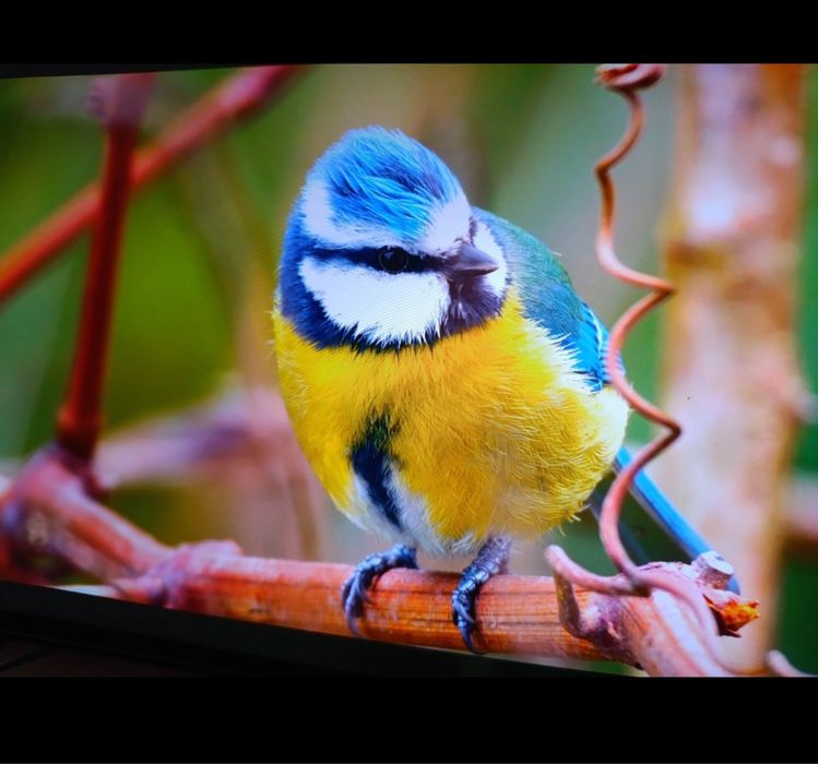 Legion go - Compra 5/1/2025