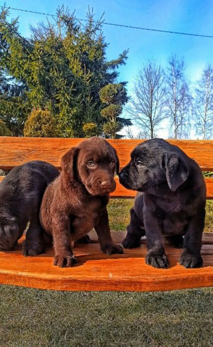 Rodowodowe Szczenięta Labrador Retriever z Rodowodem SWKiPR