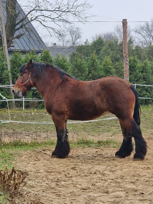 Klacz zimnokrwista źrebna