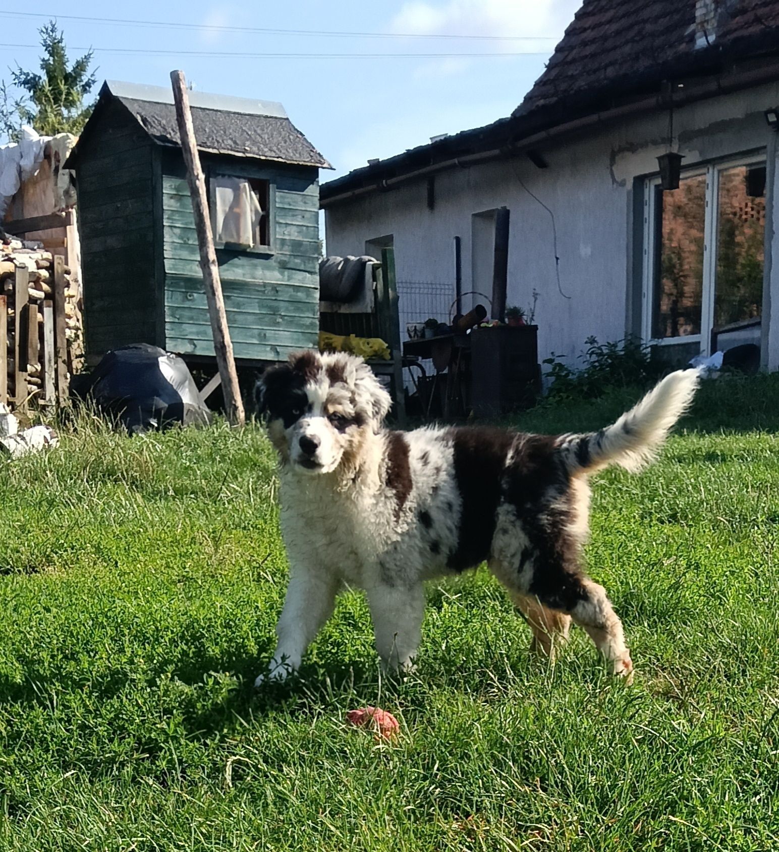 Owczarek australijski (Aussie)