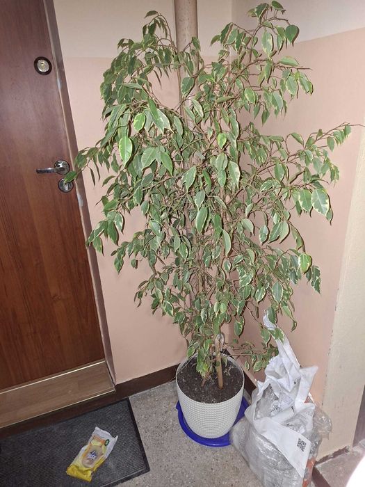 NIEAKTUALNE Rosliny fikus i zamiokulkas szukaja nowego domu