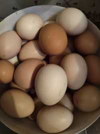 Домашні яйця ,свіжі ,