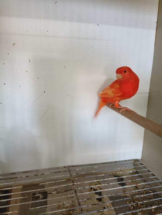 Vendo canários lipocromo vermelho mosaico e vermelhos