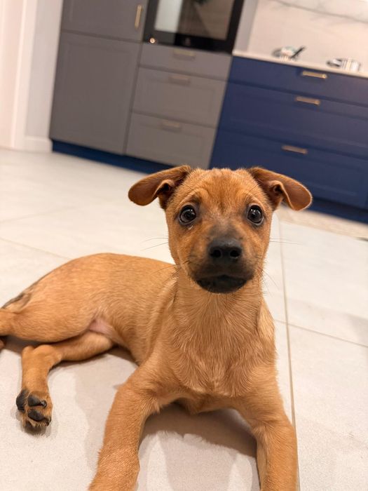 BUŁKA - 3.5 miesięczna sunia do adopcji