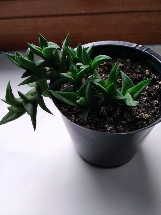 Хавортия извилистая