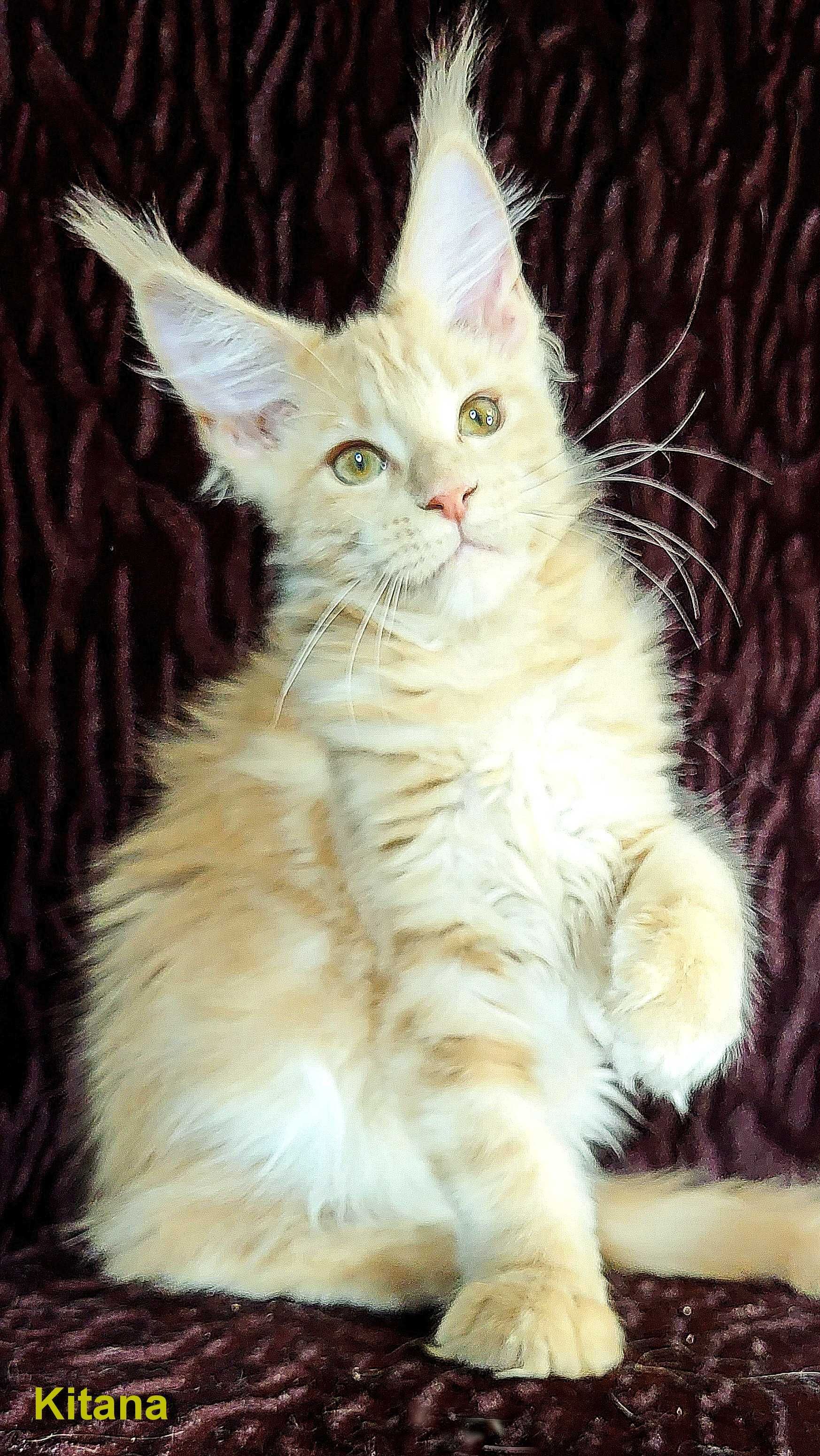 Шикарные котята из питомника