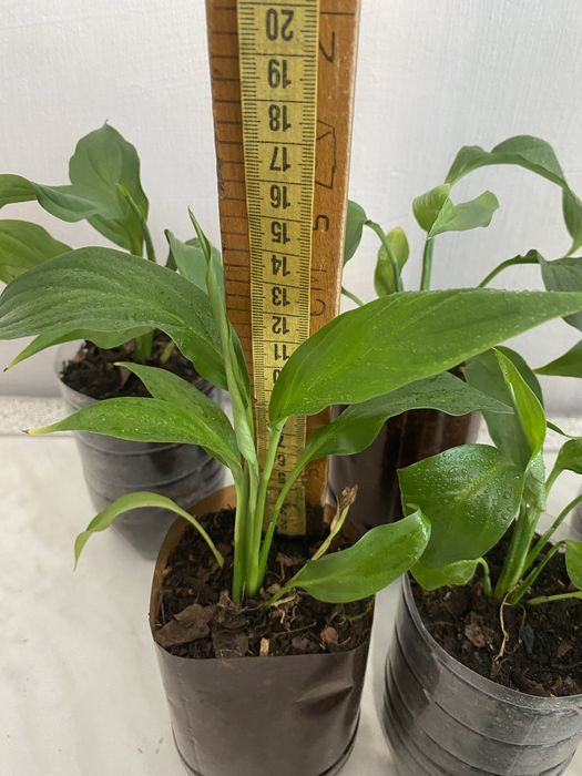 Спатифіллум ( жіноче щастя ) 30 грн.