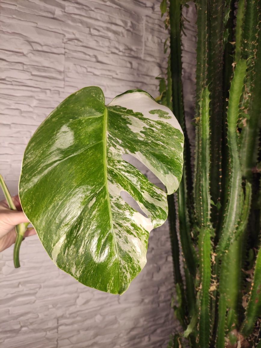 Monstera variegata SZCZYT 15e