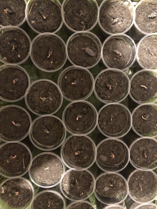 Азимина Sweet virgine і Тейлор-саджанці ЗКС - два чудові сорти