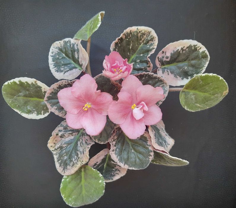 Молода фіалка Dn_Цвіт сакури. Зацвітає