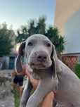 Cachorros Weimaraner