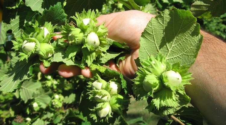 Саджанці Ківі Інжир Гумі Черешня Вишня Слива Фісташки Фундук Хурма