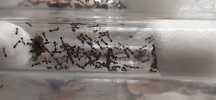 Monomorium subopacpacum kolonia krolwa + około 25 robotnic + potomstwo