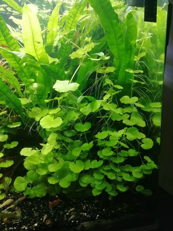 Planta aquário Hydrocotyle leucocephala