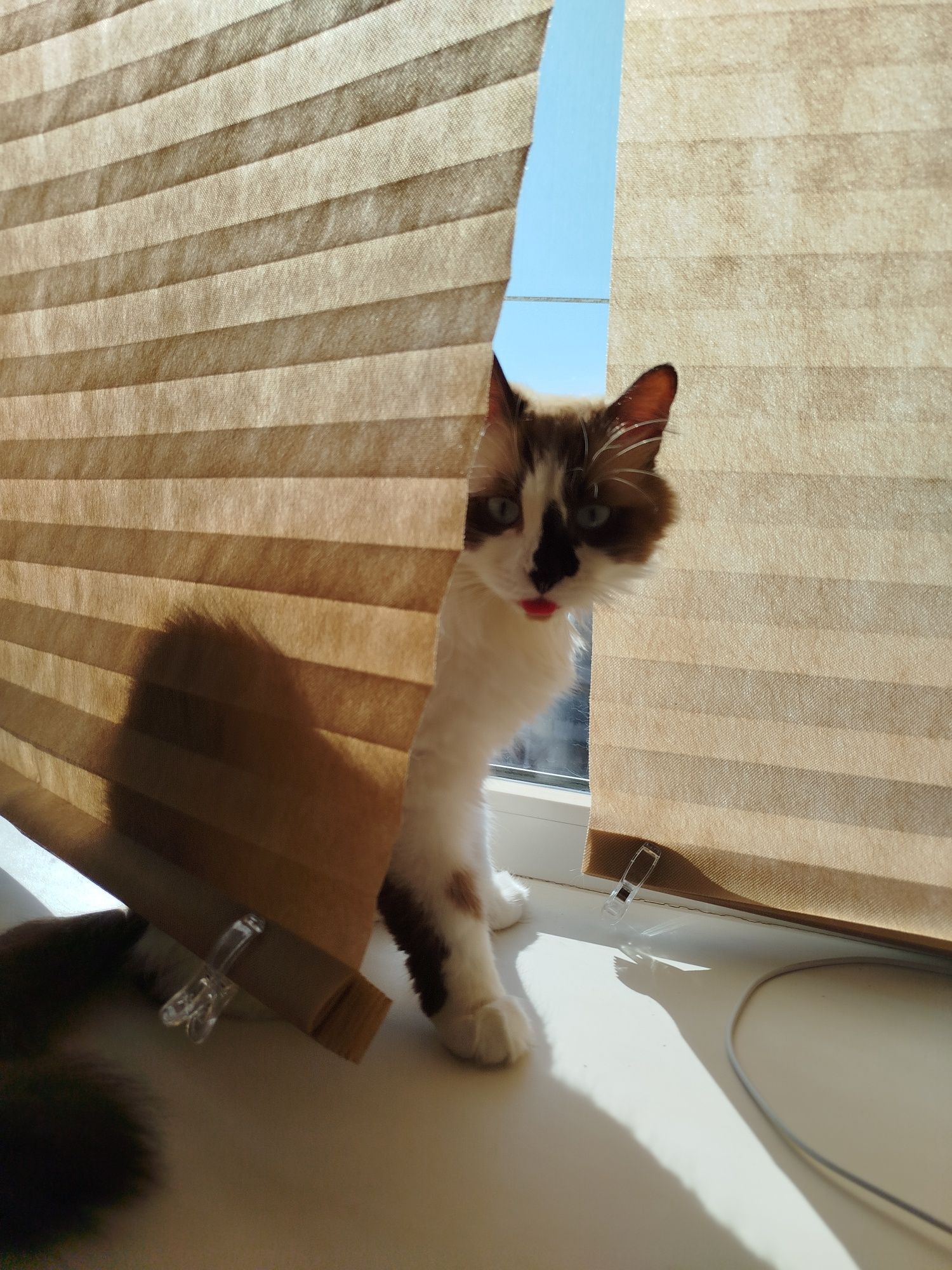Котик муркотик у добрі руки