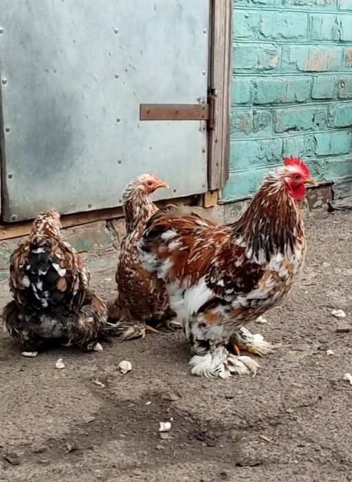 Карликові кохінхіни ситцеві курчатка, інкубаційні яйця,доросла птиця