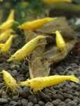 Krewetki yellow neon