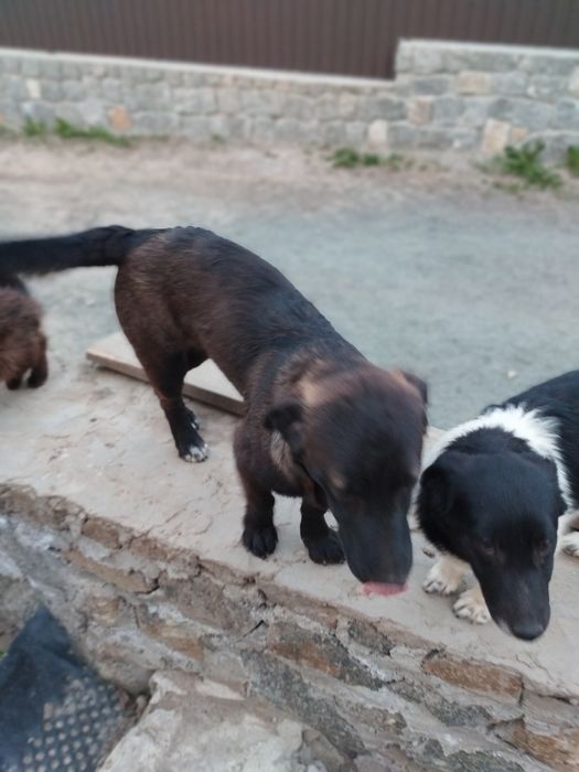 Віддам в добрі руки собачок