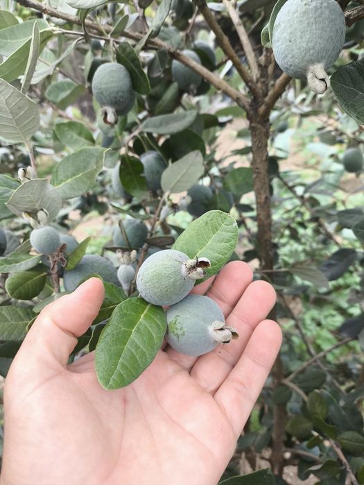 Feijoa ou goiaba branca