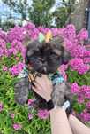 Shih-Tzu piesek brązowy