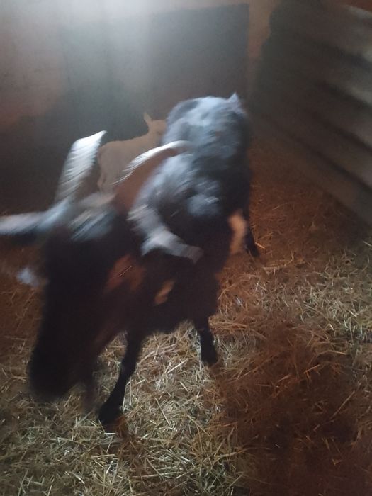 Продам кізку другий окіт спокійна ручна.