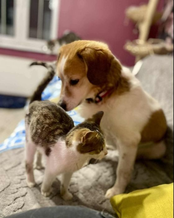 SOFI sunia spragniona szczęścia