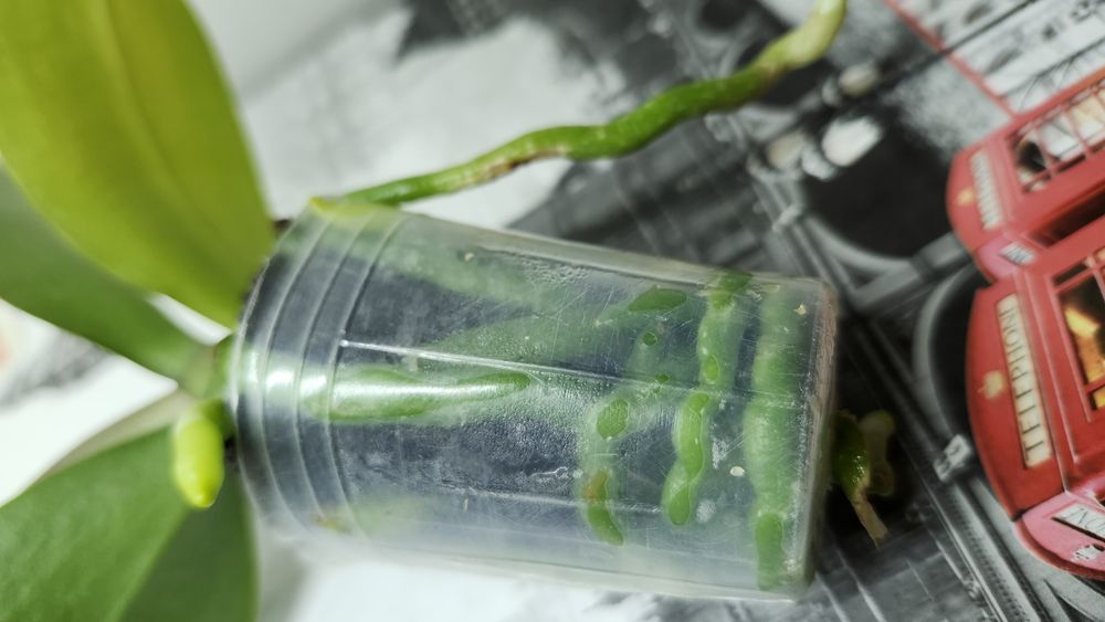 Орхідея фаленопсис- підліток сорту Katleen(10cm)