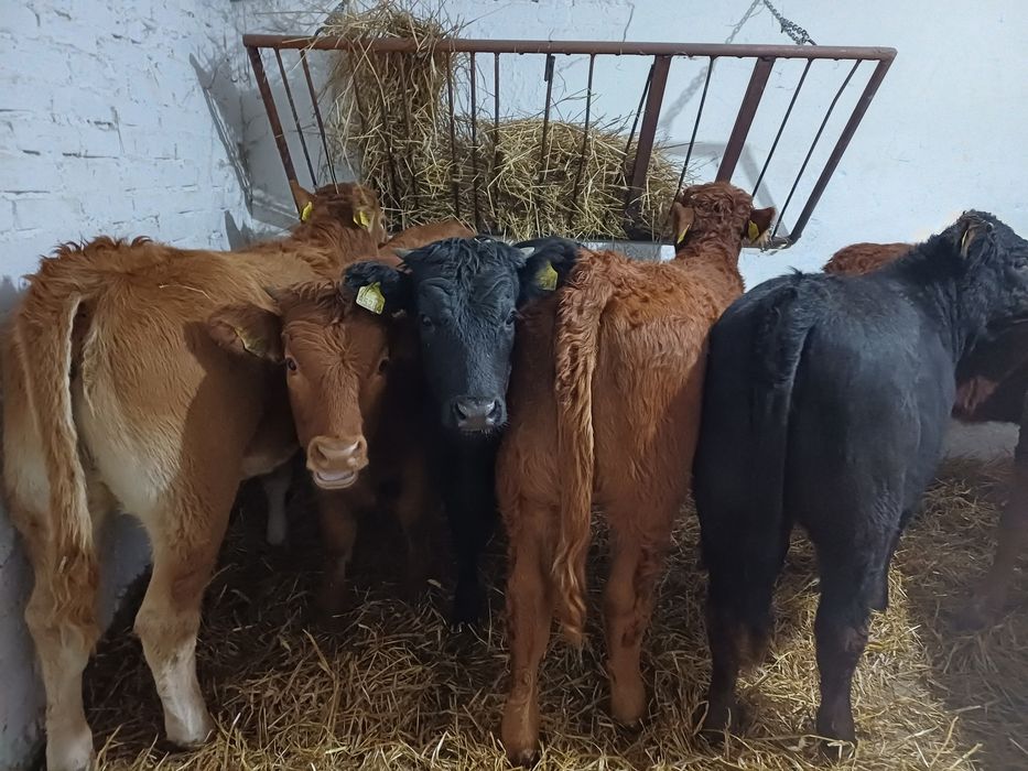 Jałówki odsadkk limousine LM,SM I AN