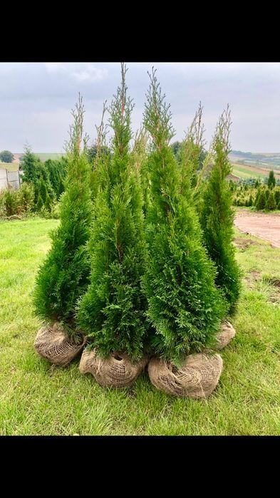 Tuja Szmaragd 140-150 PRODUCENT*DOSTAWA*SADZENIE(TUJE 120/130/160)