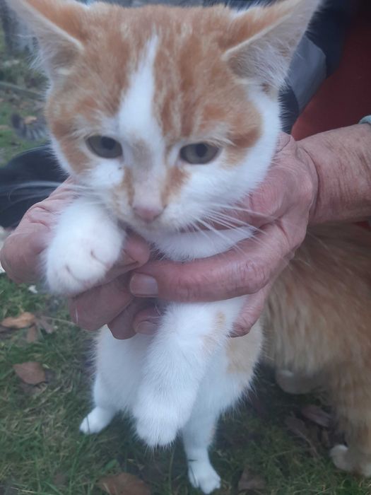 Котята в добрые ручки