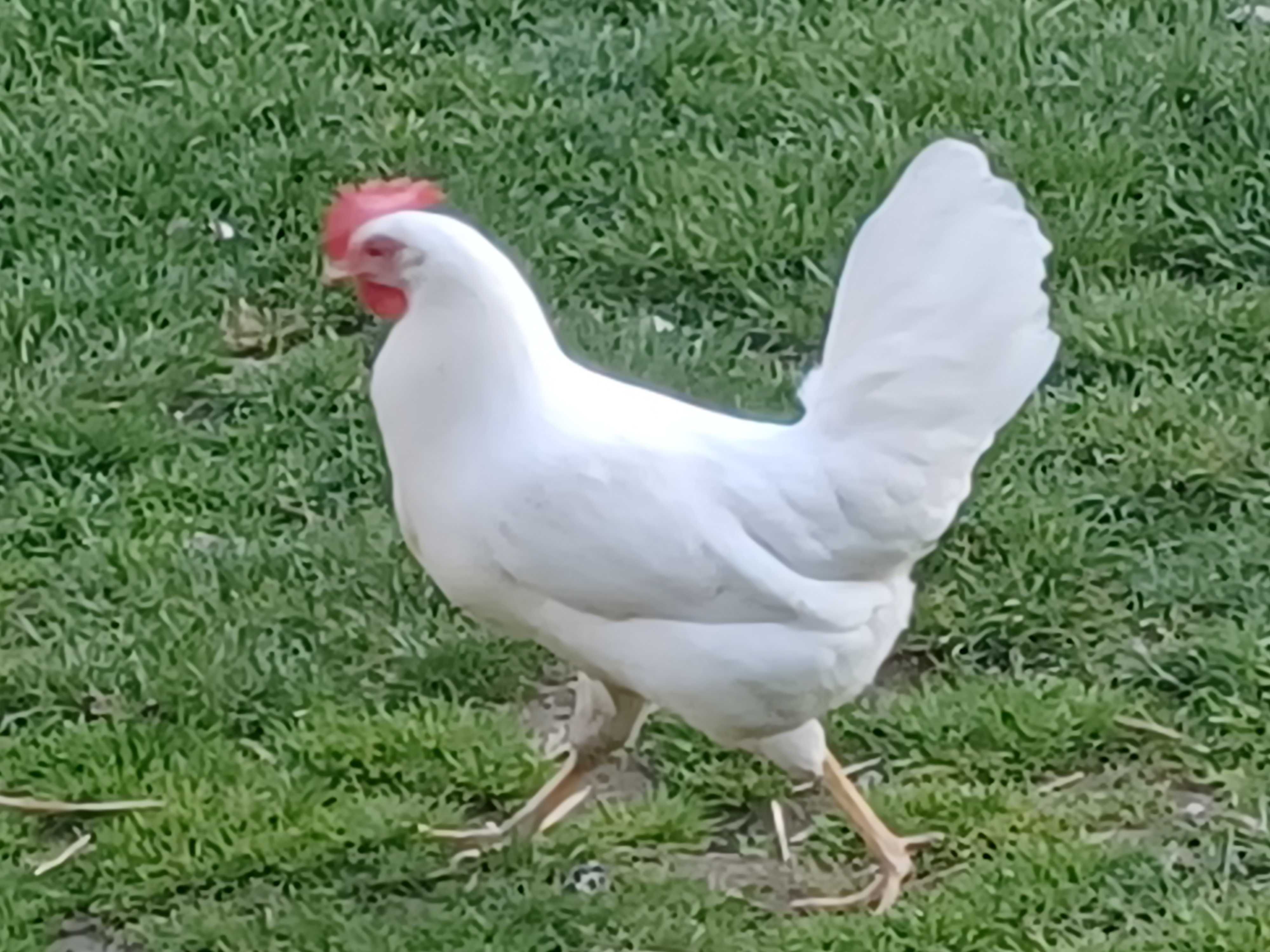 16tyg Nioski Rosa Lohman leghorn Grenshel Sandy