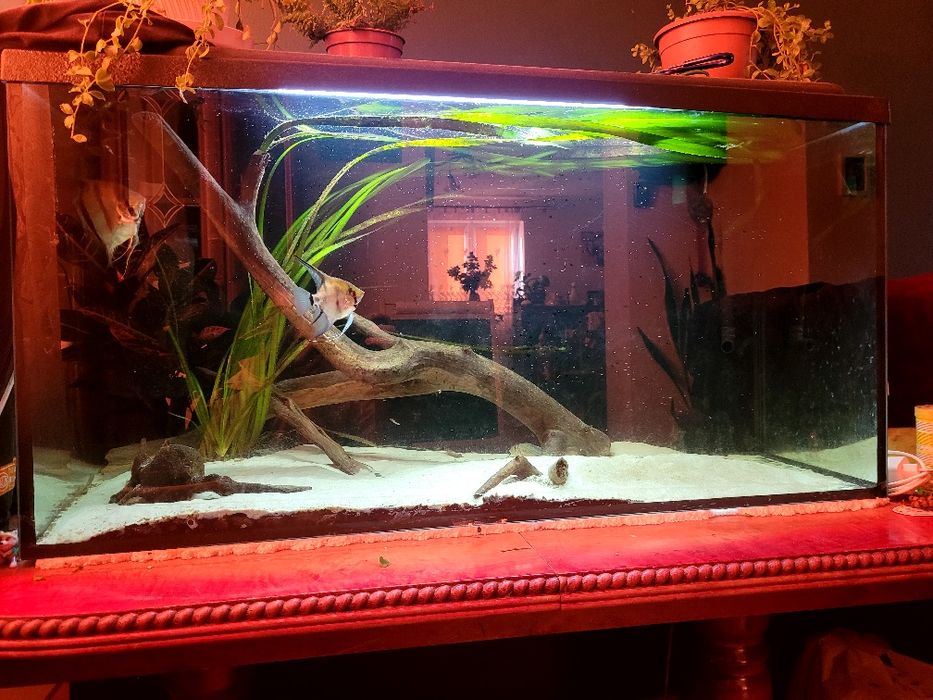 Zestaw akwarium 200l