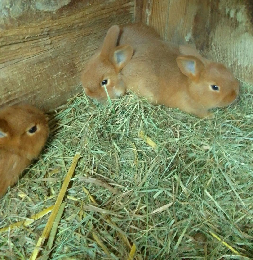 Młode króliki nowozelandzki czerwony
