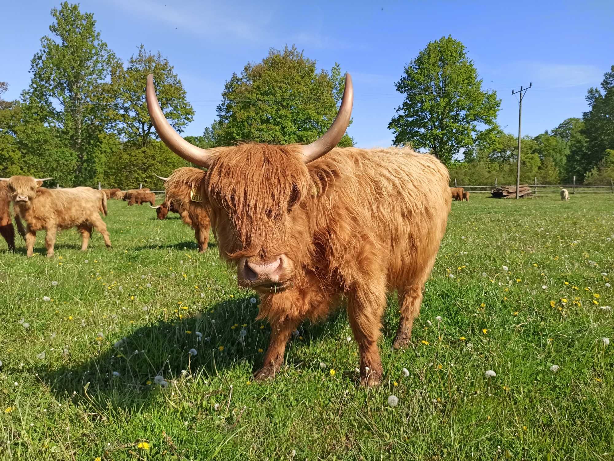 Bydło szkockie - krowy