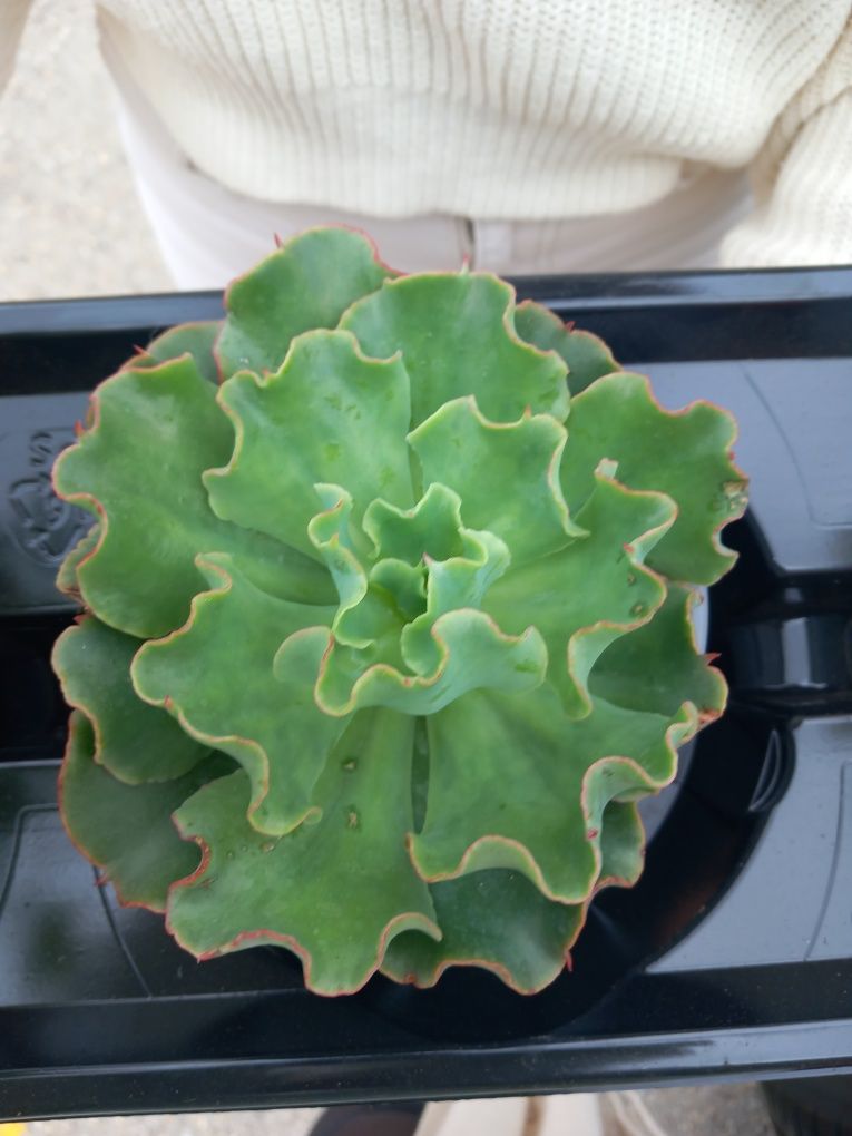 Echeveria vaso 12