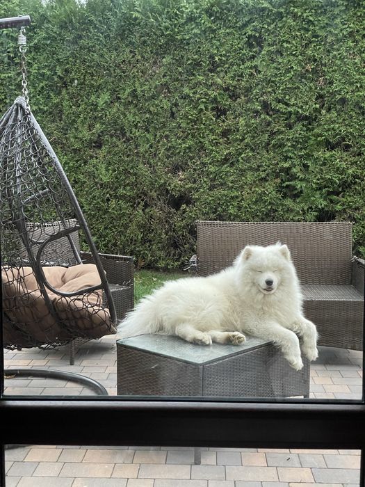 Psi hotel // Zaopiekuję sie Twoim psem //