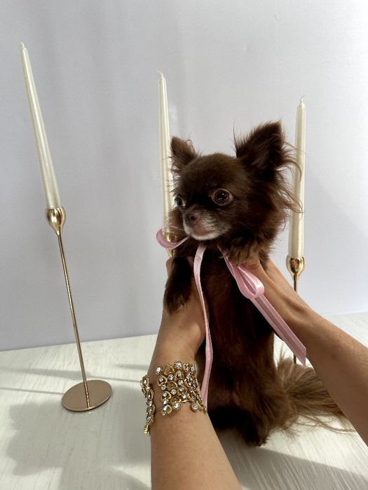 VIP Чіхуахуа справжня красуня