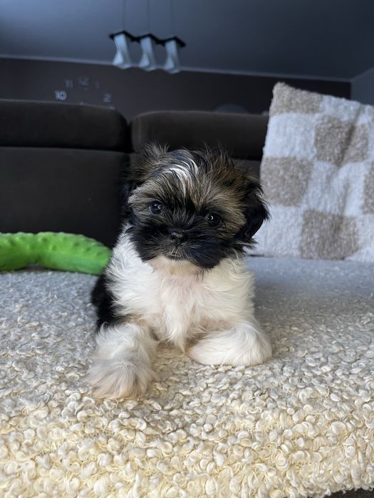 Suczka Shih Tzu Gotowa Do Odbioru