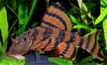 ZBROJNIK L397  Tiger Pleco (Panaqolus sp. L397)