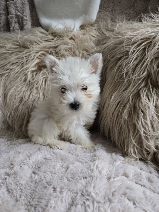 West highland terrier