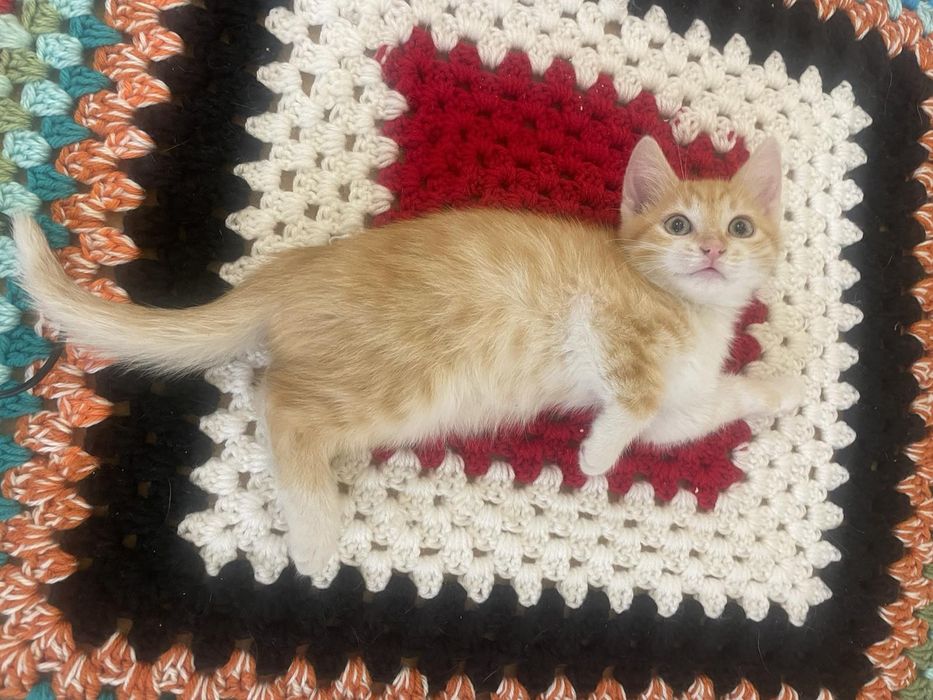 Отдам рыже-белого котенка, 2 месяца, мальчик