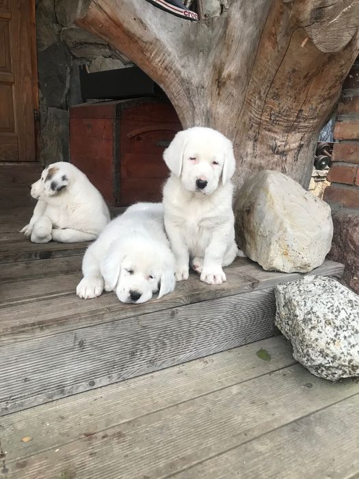 Za darmo owczarki srodkowo azjatyckie  9 tygodniowe