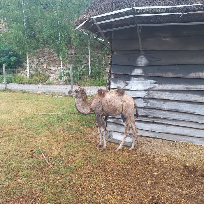Sprzedam samice wielbłąda dwugarbnego