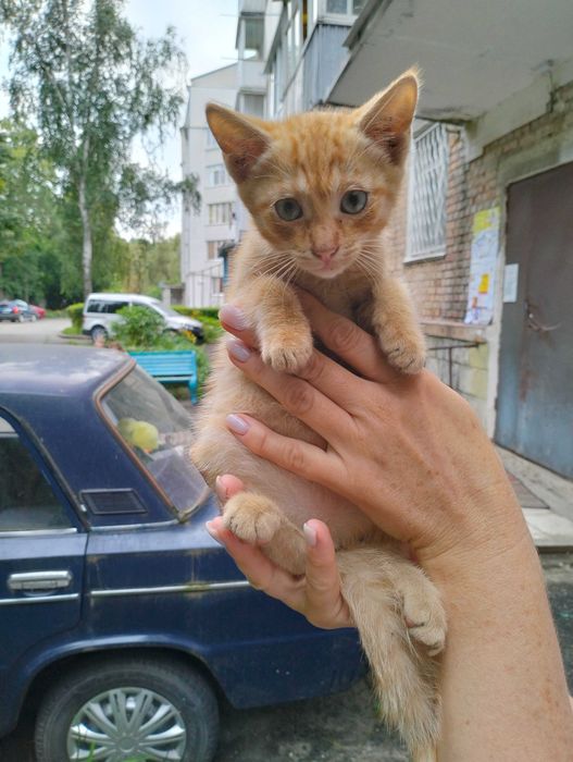 КОШЕНЯ в добрі руки