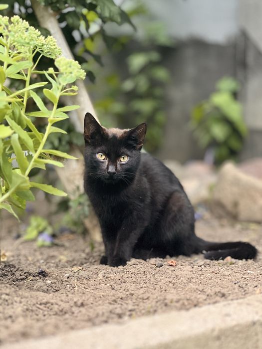 Koty do adopcji 7 miesieczne