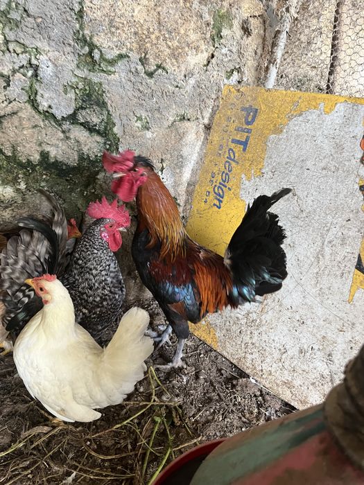 Galos garnizos novos