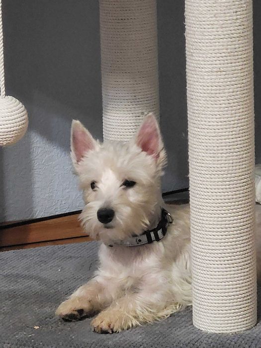 Вест Хайленд Уайт Тер'єр, цуценята з розплідника